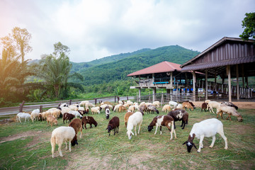 sheep on green grass are eating grass in farm, a woolly sheep in a green field