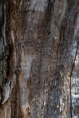 epidermis of a pine tree