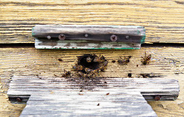 Bees fly from the tap hole in the wooden vintage hive