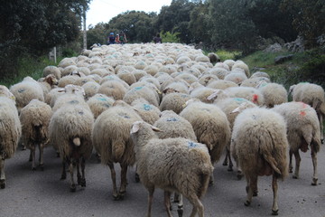 Obraz premium Beautiful sheep with their lambs in the field eating