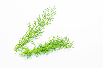 Fresh vegetables fennel leaves closeup on white background