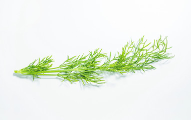 Fresh vegetables fennel leaves closeup on white background