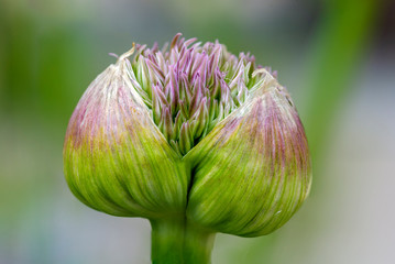 bud of a cultivated allium