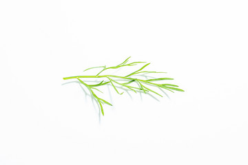 Fresh vegetables fennel leaves closeup on white background