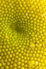 Blooming colored flower buds. Close up, macro.