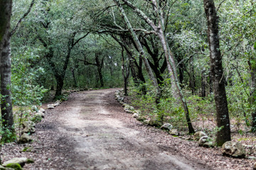 Camino rodeado de árboles, 