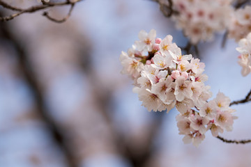 Naklejka premium 桜
