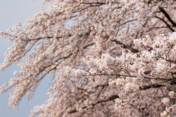桜