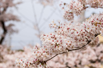 Fototapeta premium 桜