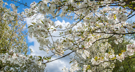 Branches of apple tree blooming with white flowers against the sky.