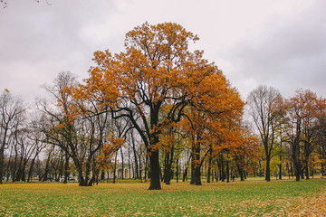 tree in autumn orange