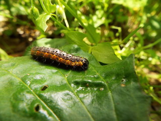シロヘリキリガ 幼虫 larva of moth