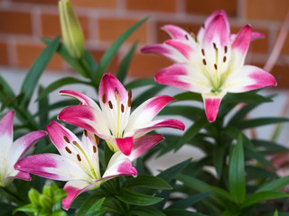 Fototapeta premium ユリ