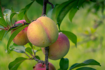 Fresh ripe plums on a plum tree branch in a fruit garden, orchard