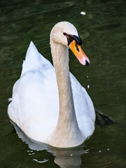 Obraz premium Cisne blanco en estanque