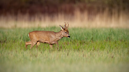 Roe deer, capreolus capreolus, buck in winter coat in spring walking on a green meadow in daylight looking down. Wild animal in fresh green nature at sunrise.