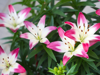 Naklejka premium ユリ