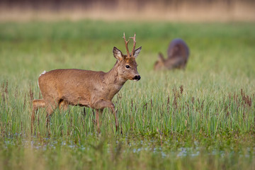 Naklejka na ściany i meble Roe deer, capreolus capreolus, buck in winter coat in spring walking on a green flooded meadow with blurred doe grazing in background. Wild animal in fresh nature at sunrise.