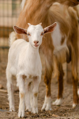 Pretty little yeanling is  at goat farm