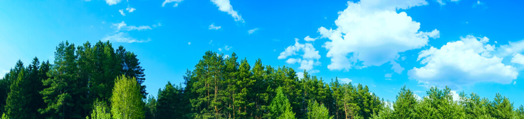 Obraz premium panoramic view forest and blue sky