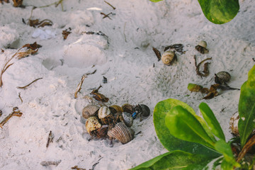 snails in the sand thailand