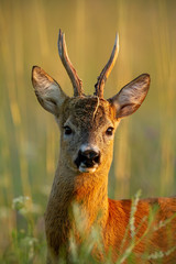 Close-up of roe deer, capreolus capreolus, buck standing in last evening sun rays in summer in tall grass. Wild roebuck with vegetation parts on antlers.