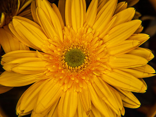 Macro de una Margarita amarilla