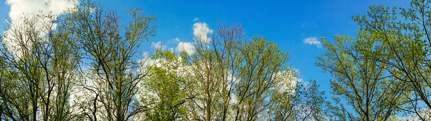 panoramic view forest and blue sky