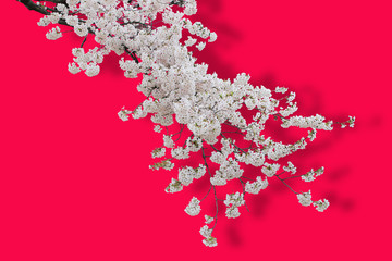 cherry blossom branch in japan, sakura flowers isolated on red background with clipping path