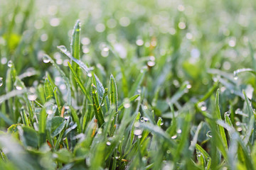Green grass close-up with drops of morning dew