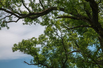 Obraz premium 湖畔の公園