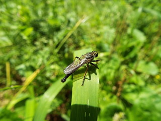 ムシヒキアブ horse fly