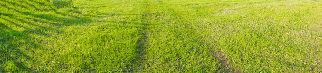 panoramic view of lush spring young grass