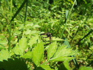 ムシヒキアブ horse fly