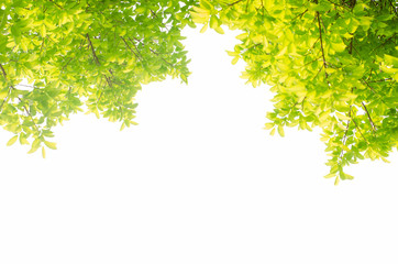 green leaves isolated white background with clipping path. nature frame for decoration design.