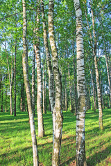 Naklejka premium Birch grove in the early spring morning in the sun