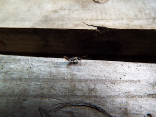 ハネカクシ 幼体 bug