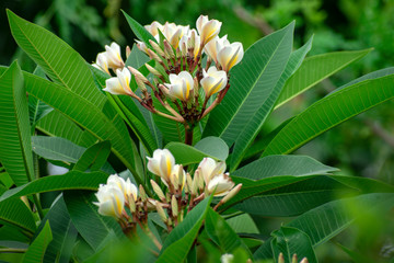 This is a image of a flower- Frangipani, Plumeria. Botanical name: Plumeria rubra,  Family: Apocynaceae  (Oleander family)
