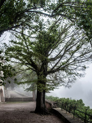 árbol con niebla al rededor en la finca de Miramar.