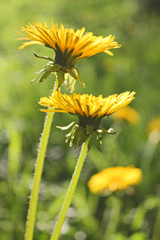 Yellow dandelions closeup on green grass background
