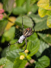 Araña envolviendo a su presa
