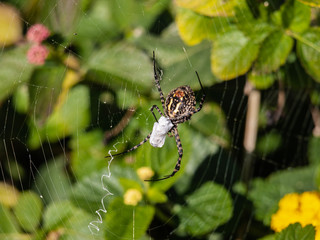 Araña envolviendo a su presa