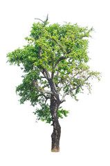 Fototapeta premium a tree beautiful green leaves and branch isolated on white background cut out with clipping path.