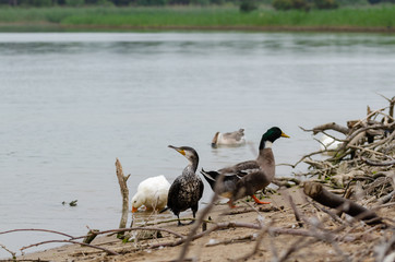 The great cormorant (Phalacrocorax carbo), known as the great black cormorant,  Location: Antalya, Turkey