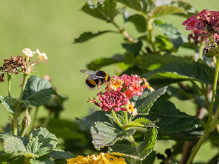 abeja sobre flor rosa