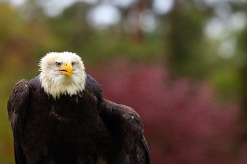 The bald eagle (Haliaeetus leucocephalus) , portait of big female with color background. Big eagle portait.