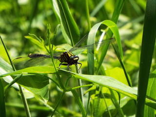 サナエトンボ dragonfly