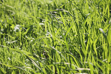 Green grass close-up with drops of morning dew