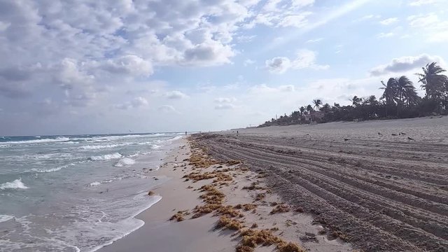 Seagulls fly on the beautifulwhite  beach of Varadero, Cuba