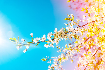 Obraz na płótnie Canvas Beautiful blooming Apple tree branch in sunlight